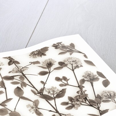 Viburnum Juddii flowers by Assaf Frank